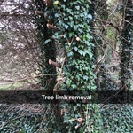 Limb removal