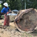 100 year old tree
