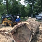 Big polplar tree