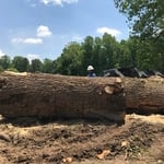 Poplar logs