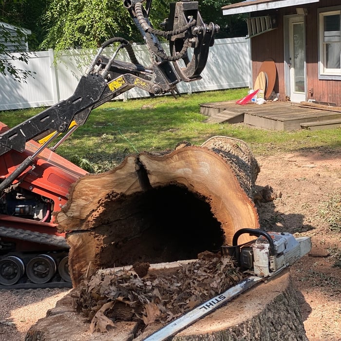 Big oak was hit by a thunder 3 year