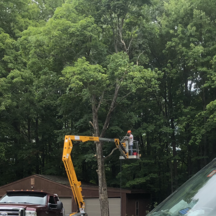 Tree Removal and Trimming