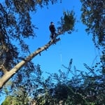 On the stalk