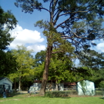 Pine tree