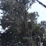 Tree Removal