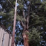 Tree Removal
