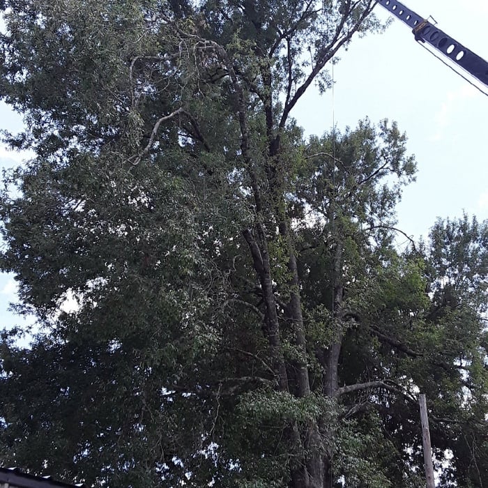 Tree Removal