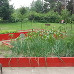 Garden producing crops