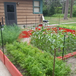 Garden producing crops