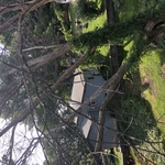 Tree trimming