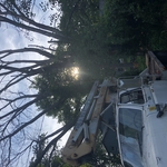 Tree trimming