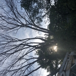 Tree trimming
