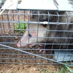 Nuisance Animals