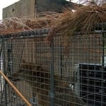 Nuisance Animals