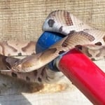 Copperhead Snake