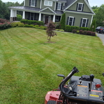 fresh cut grass