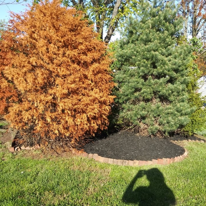 Rear flower bed