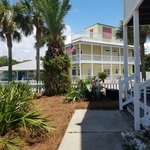 Side walk and palm