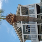 Palm trimming