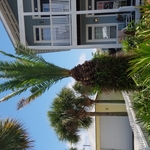 Palm trimming