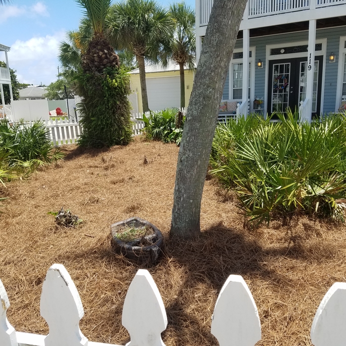 Refreshed pine straw yard