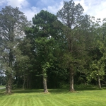 3 Trees