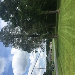 3 Trees