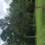 3 Trees