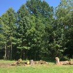 3 Trees