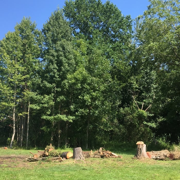 3 Trees
