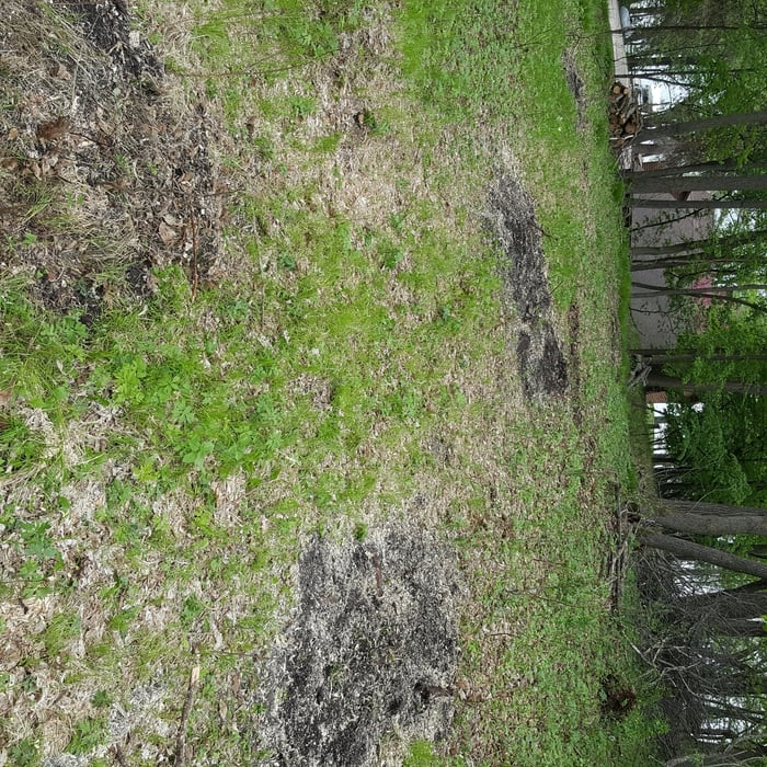 Driveway after stumps removed.