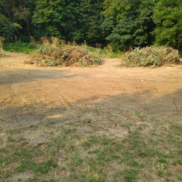 al's blackberry patch.