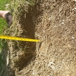 3rd stump