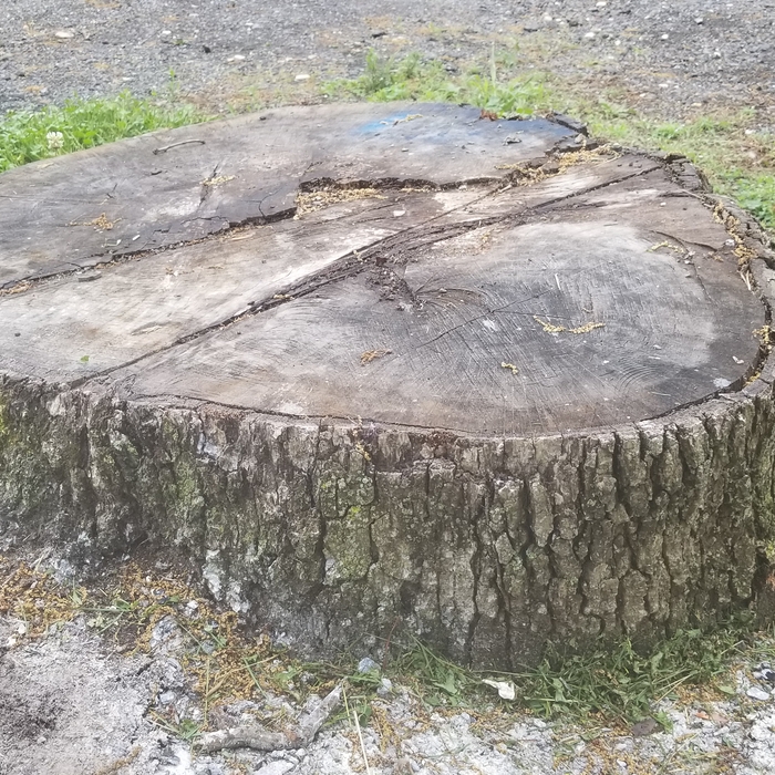 Naughty stump 1