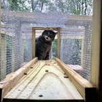 CATIO