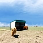 9x12 horse shed