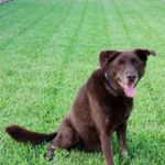 One Happy Pup!