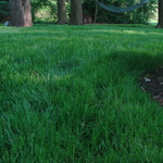 Lawn Photo 1
