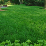 Lawn Photo 2