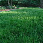 Lawn Photo 3