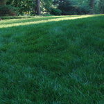 Lawn Photo 4