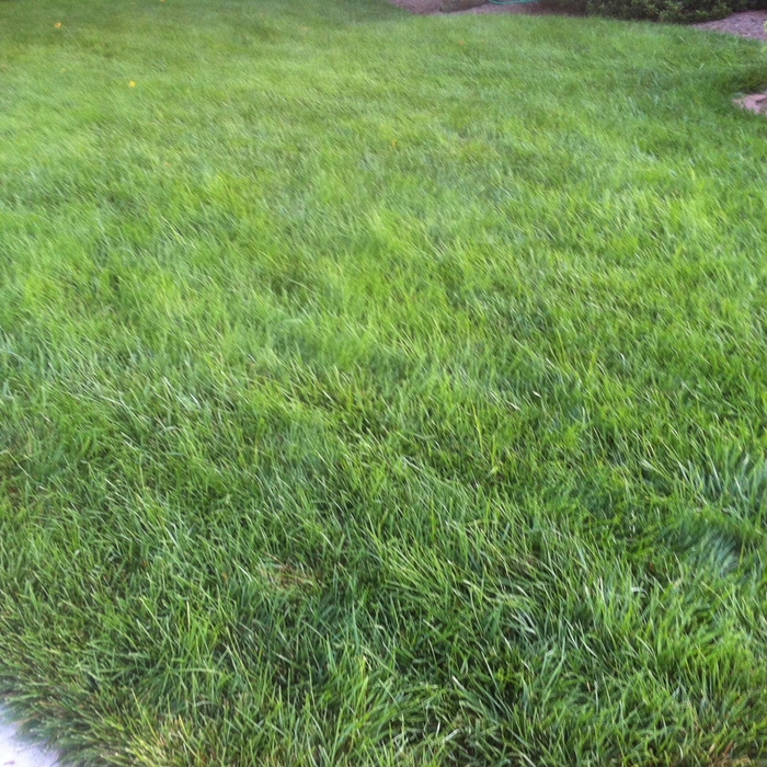 Lawn Photo 5