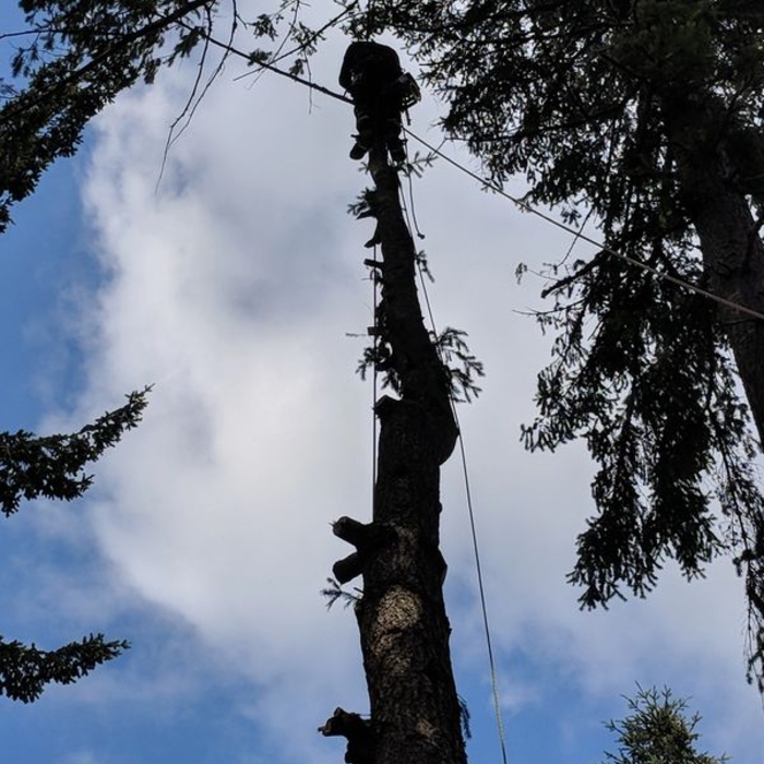Large Tree Removals
