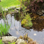 Pond