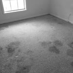 Pet stained furniture
