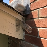 Bats in an attic by the chimney