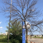 Emerald Ash Borer