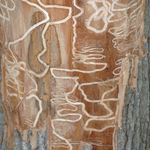 Emerald Ash Borer