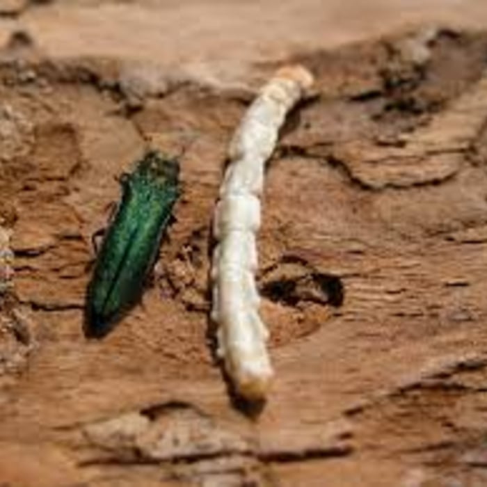 Emerald Ash borer