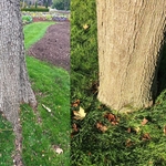 Girdling roots